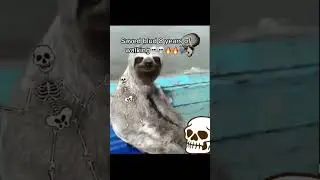Blud done hitched a ride💀 #funny #shitpost #sloth #meme