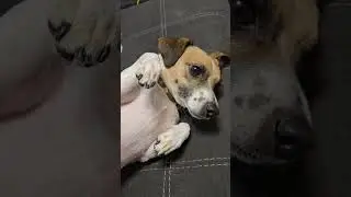 rusty just loves belly rubs, what a good doggy! #lovedogs #dog #cute #viral #bestdog