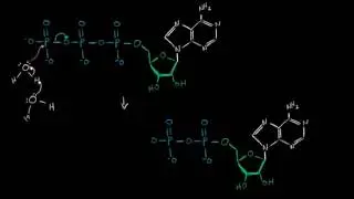 ATP Hidroliz Mekanizması (Biyoloji / Biyomolek&uuml;ller)