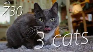 3 cats with Nikon Z30