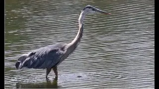 Great Blue Heron - Bird study raw video clips