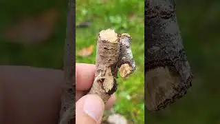 Buff tip moth (Phalera bucephala)