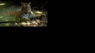 Discovering the behavior of articulated object classes (CVPR 2015) - tigers turning head
