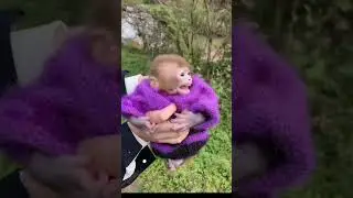 good monkey #monkey #babymonkey #realmonkey #prettymonkey