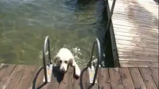 English Cream Golden Retriever Climbs Ladder
