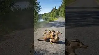 A Duck Was Being Dragged by a Weasel...#shorts