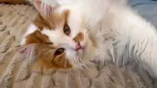 みんなとお昼寝