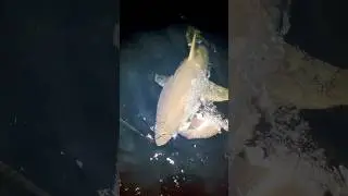 Огромная белая акула съела ещё одну акулу! 🦈 #рыбалка #рыбак 🎥 @bluewaterbrothersnz