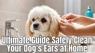 Ultimate Guide Safely Clean Your Dog's Ears at Home 🐶✨ #dogs