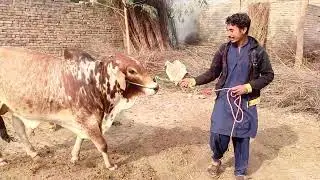 #Qurbani 2026 beautiful bulls and 