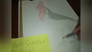 Red-Crested Cardinal by Eric Smith Enterprises 