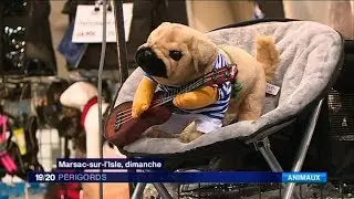 Le march&eacute; des accessoires et v&ecirc;tements pour animaux au salon animalier de P&eacute;rigueux