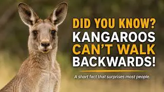Facts About Kangaroos that will blow your Mind 😱