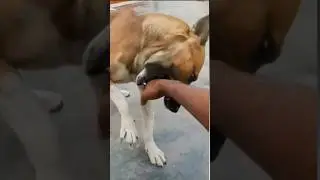 maare re🤣🤣 #simmba #dogbreed #funny #shortsfeed