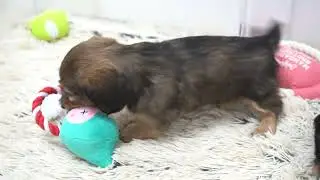 ミニチュアダックスフンド12月1日生まれレッド男の子①