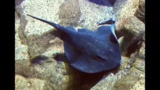 ホシエイ　Pitted stingray　Bathytoshia brevicaudata,Dasyatis matsubarai