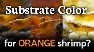 Best Substrate Color for Orange Shrimp