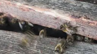 Guard bees want it perfect
