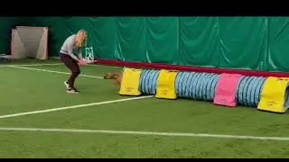 Puppy Agility