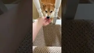 I Fought My Shiba Today And Won The Tug Of War #ShibaInu #DogChallenge #PetBattle