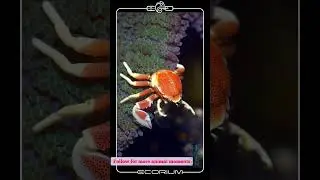 This is not what you think. #ecorium #aquariumfish #pets #aquarium