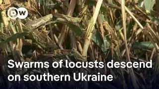 Locusts swarm in south Ukraine as war disrupts pest control | DW News