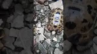 Indotestudo forstenii FEEDING LIVE