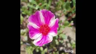 Pathumani chedi #Portulaca flowers 