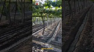 New Flood Irrigation System