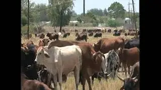 Farmers urged to work together during drought - NBC