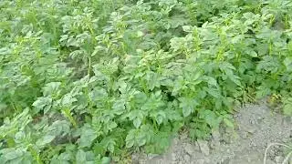 Alu ka khet