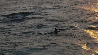 Destin Florida dolphin cruise September 2025