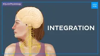 What is integration of the nervous system - Quick Physiology |&nbsp;Kenhub