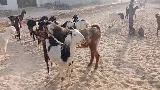 Strong goats 🐐stylish moments #animals #goat #goatbreeds #nature 