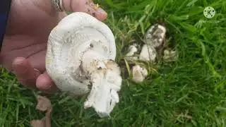 #Wild mushrooms