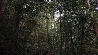 Tropical forest in the Western Ghats