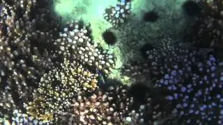 Snorkeling at Qaruh Island جزيرة قاروه الكويتية