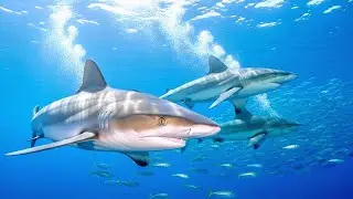 🐳 Ocean Wildlife 4K | Top 100 Rare Sea Animals You Have Never Seen | Relaxing Sounds
