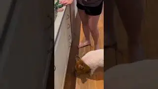 Как кормить маленького домашнего поросенка #animals #viral #shorts #pig #piglet #asmr  #pets