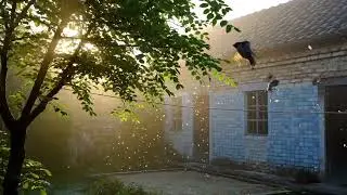 In the morning mist, the fragrance of locust trees fills the air as sparrows fly.