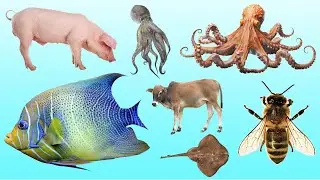 Kids Slideshow Learn Animal | Pig Stingray Zebu Squid Honey Bee Octopus Anglerfish