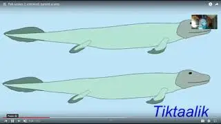 The Vertebrate Integument