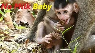 No Milk Dustin | Baby Hungry Mother Diamond Weaning and No Feeding | Monkey Crying