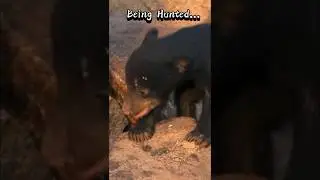 Sloth Bear Cub 🐻 Tragic Final #shorts