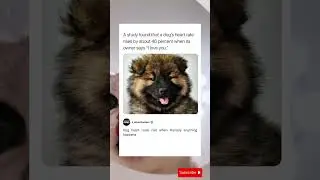 dog's heart rate rises by about 46 percent when its owner says 