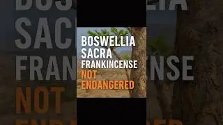 FRANKINCENSE NOT ENDANGERED