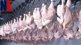 Poultry Processing Line - Inside Modern Ultra Chicken Meat Processing Factory