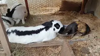 Lapin g&eacute;ant papillon fran&ccedil;ais.