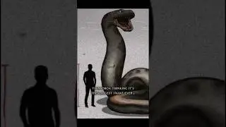 The snake BIGGER than the titanoboa... #titanoboa #vasukiindicus #snake #prehistoric #oldearth #edit