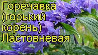 Горечавка ластовневая. Краткий обзор, описание характеристик, где купить gentiana asclepiadea